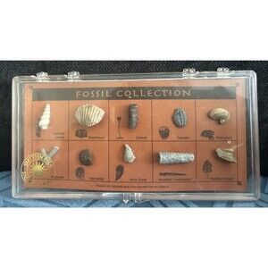 Smithsonian Institution Fossil Collection - 10 Genuine Specimens w/ Display Case